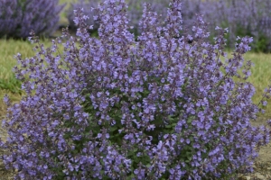 Nepata 'Kitten Around' 